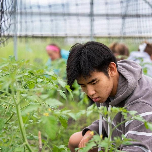 student in hoophouse, kneeling among row of green vegetable plants